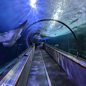 Sharks of Alcatraz Tunnel
