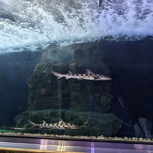 Sharks of Alcatraz - leopard shark