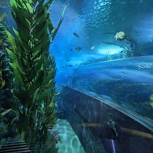 Nearshore Waters - Tunnel