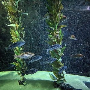 Nearshore Waters - rockfish