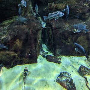 Nearshore Waters - swellshark