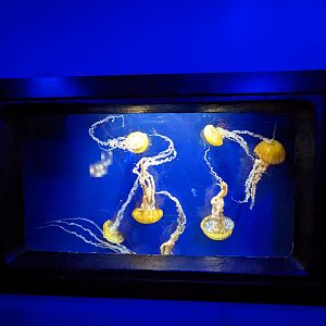 Go with the flow - Sea nettles