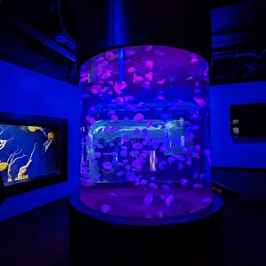 Go with the flow - jellys