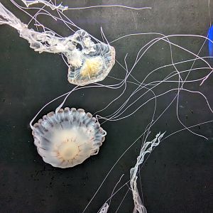 Go with the flow -Purple striped jellys