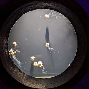 Go with the flow - Lions mane jelly