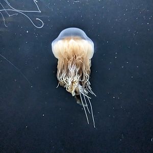 Go with the flow - Lions mane jelly