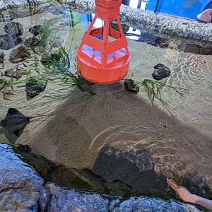 Bay Lab - bat ray touch tank