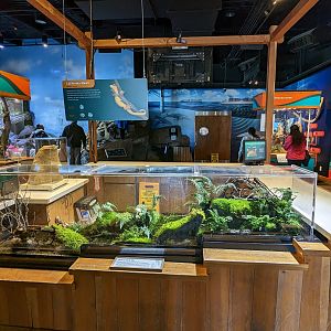 Bay Lab - - rough skinned newt