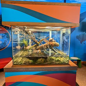 Bay Lab - Bay Lab - western pond turtles