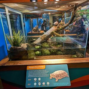 Bay Lab - western pond turtles