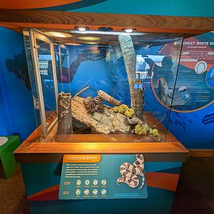 Bay Lab - Bay Lab - California kingsnake