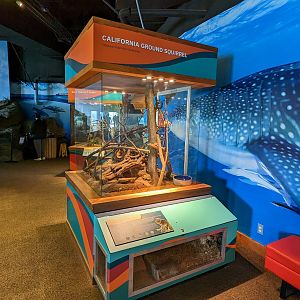 Bay Lab - California ground squirrel