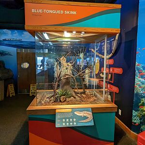 Bay Lab - Blue tongued skink