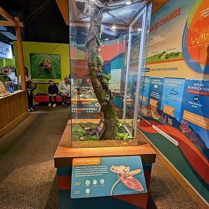 Bay Lab - Pacific tree frog