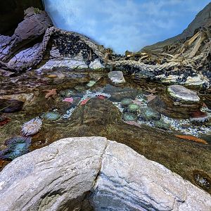 Bay Lab - touch tank