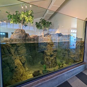 Asian small clawed otter under-water viewing