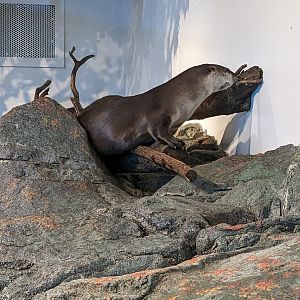 Asian small clawed otter