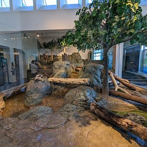 Asian small clawed otter habitat