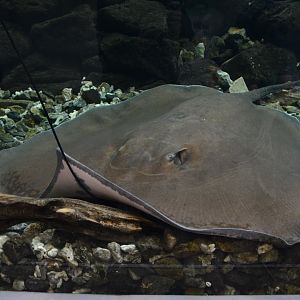 Giant freshwater stingray (Urogymnus polylepis)