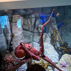 Giant Pacific Octopus