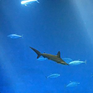 Open Sea - scalloped hammerhead