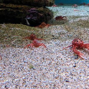 Open Sea - Pelagic red crabs