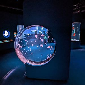 Into the deep  - jellys