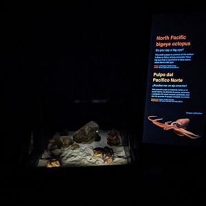 Into the deep - North Pacific bigeye octopus