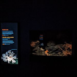 Into the Deep -  Basket star