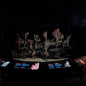 Into the Deep - deep sea corals