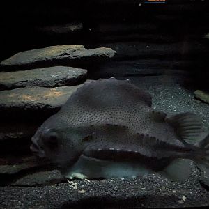 Into the Deep - Lumpfish