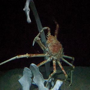 Into the Deep - Japanese spider crab