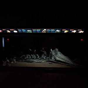 Into the Deep - last large tank with spider crabs and elephant fish