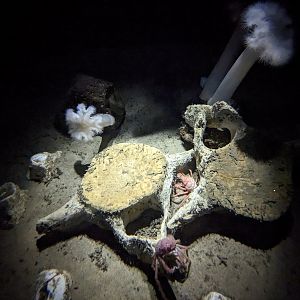 Into the Deep - Bone-eating worm tank