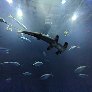 Open Sea - Scalloped hammerhead
