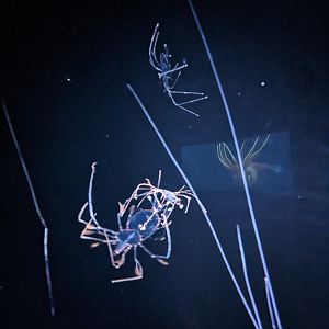 Open Sea - lobster larve