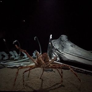 Into the Deep - Japanese spider crab