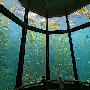 Kelp forest