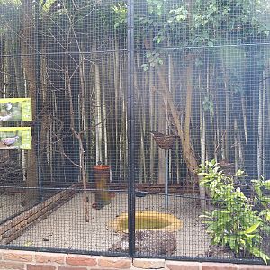 Siberian rubythroat, Asian blue quail and Sulawesi ground dove aviary, 2022-08-28