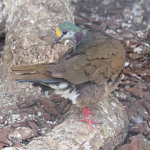 Red-necked Sulawesi ground-dove (Gallicolumba tristigmata bimaculata), 2022-08-28
