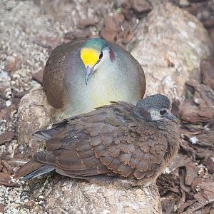Red-necked Sulawesi ground-dove (Gallicolumba tristigmata bimaculata) with juvenile, 2022-08-28