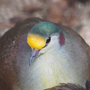 Red-necked Sulawesi ground-dove (Gallicolumba tristigmata bimaculata), 2022-08-28