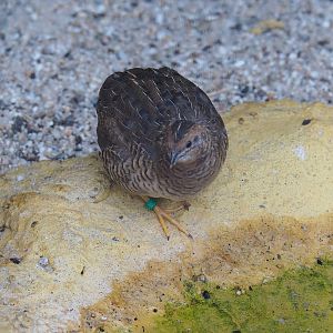 Asian blue quail (Synoicus chinensis), 2022-08-28