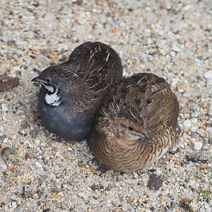 Asian blue quail (Synoicus chinensis) pair, 2022-08-28