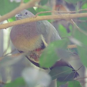 Pink-necked green pigeon (Treron vernans), 2022-08-28