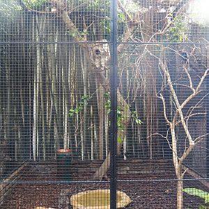 Green aracari aviary, 2022-08-28