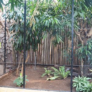 Magpie shrike, Cinnamon ground dove and Egyptian plover aviary, 2022-08-28