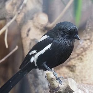 Magpie shrike (Urolestes melanoleucus), 2022-08-28