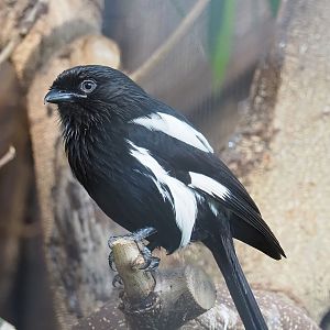 Magpie shrike (Urolestes melanoleucus), 2022-08-28