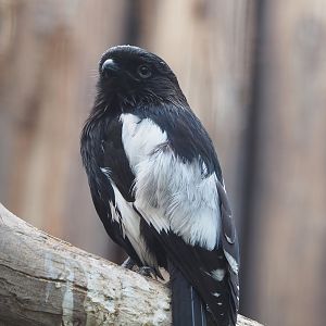 Magpie shrike (Urolestes melanoleucus), 2022-08-28